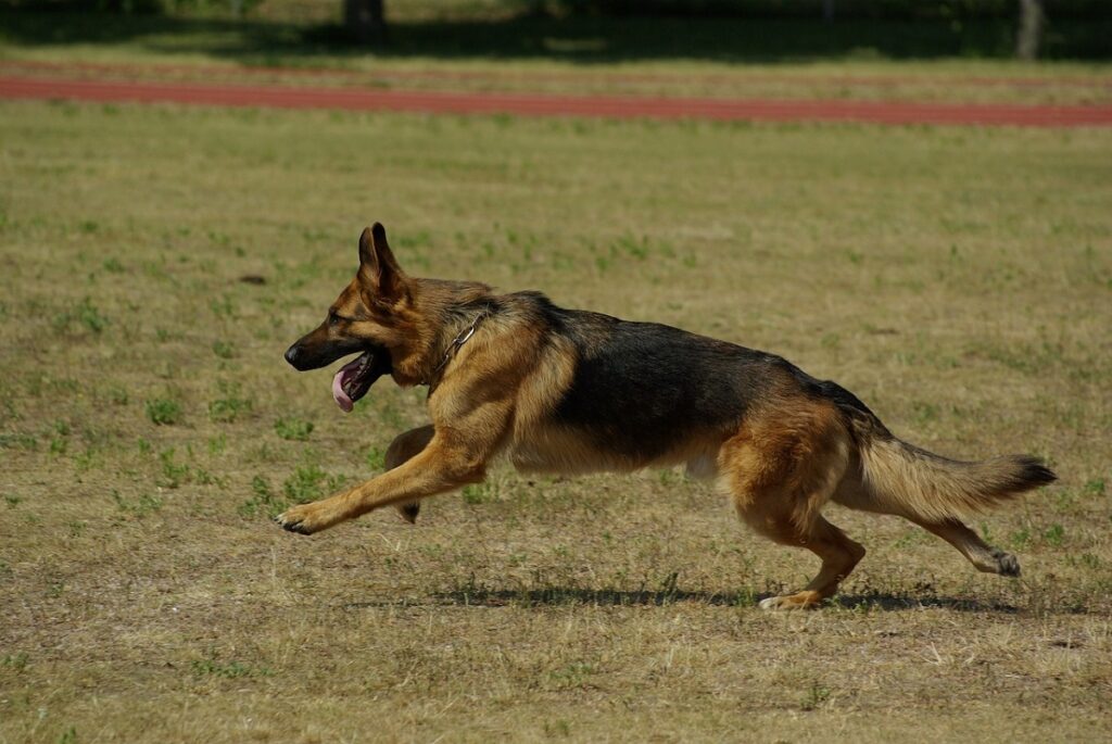 giant king shepherd
