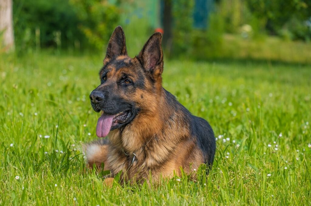 large german shepherd
