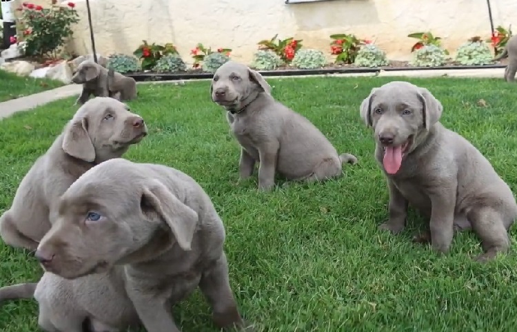 silver labrador