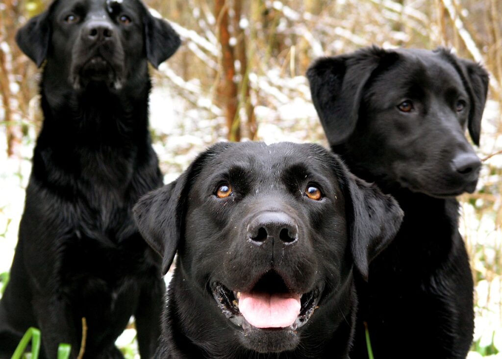 labrador breeds