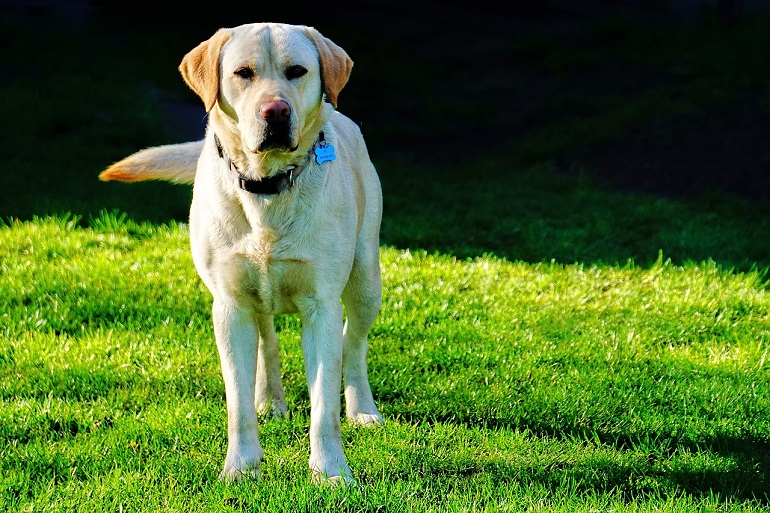 cost of a labrador
