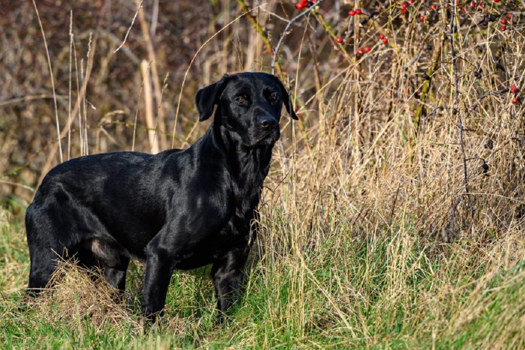 labs dog