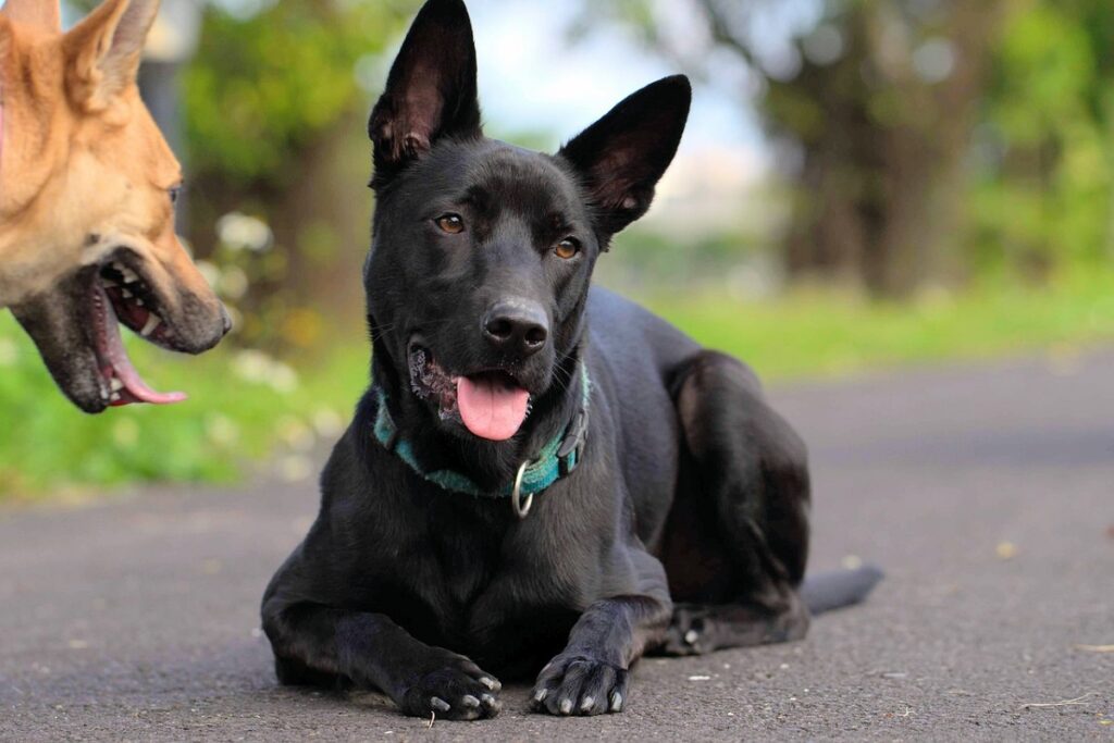 large asian dog breeds
