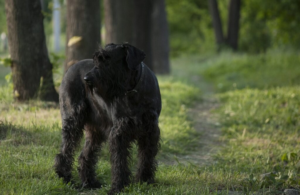 large black dog breeds
