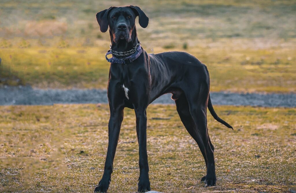 large black dog breeds
