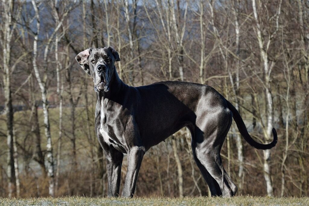 large blue dog breed