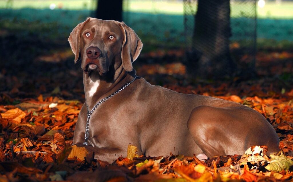 large breed short haired dogs
