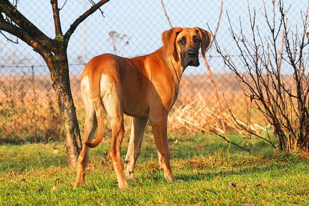 large brown dog
