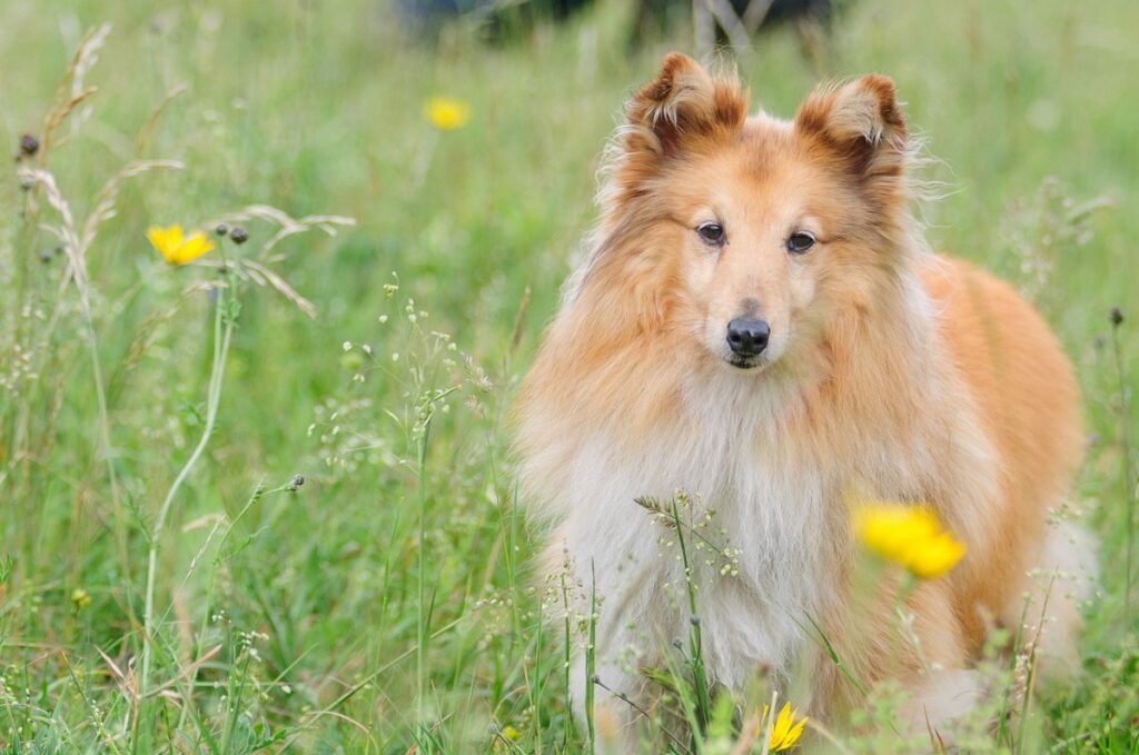 large dog breeds long hair
