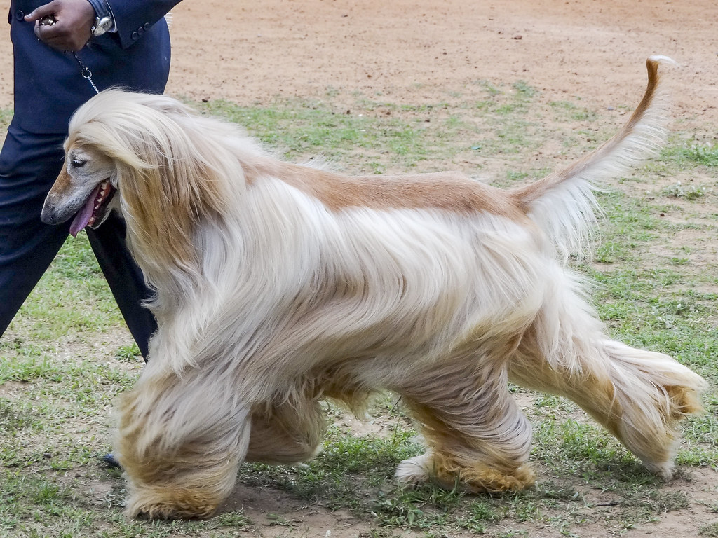 large dogs that don't shed
