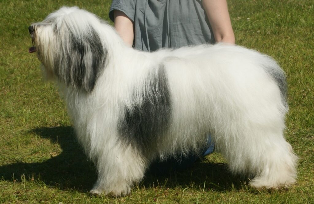 large herding dog breeds
