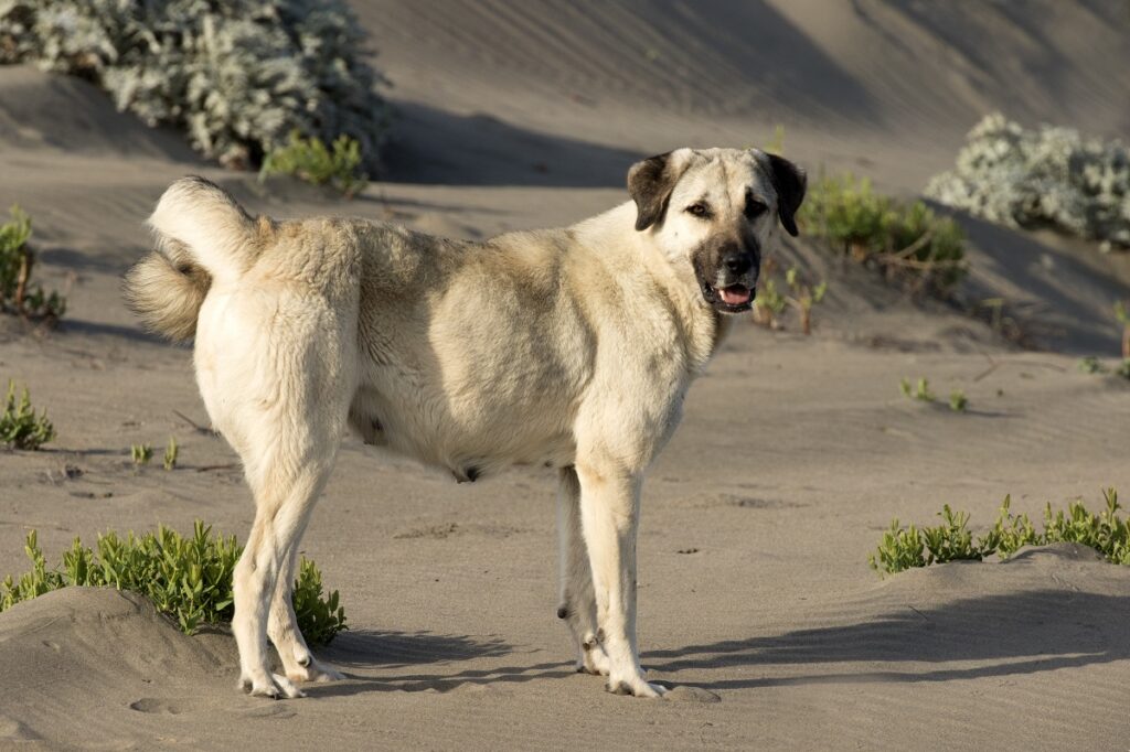 large herding dogs
