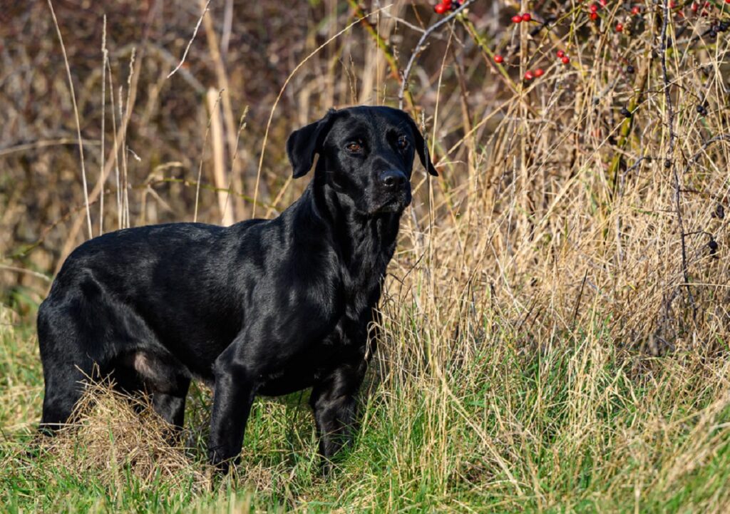 large hunting dog breeds
