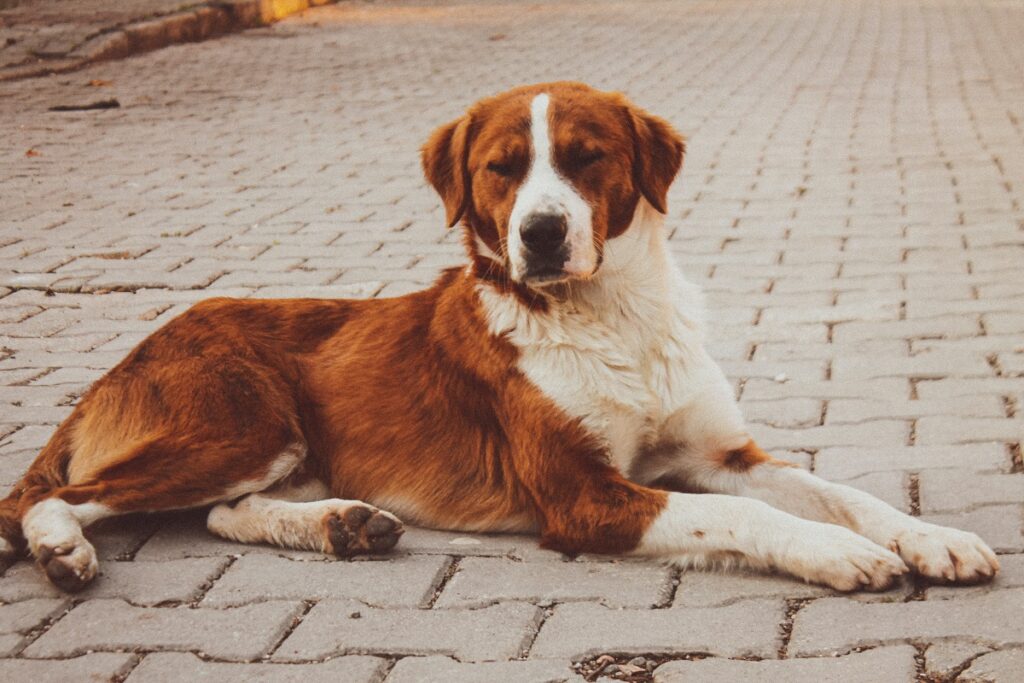 large italian dogs