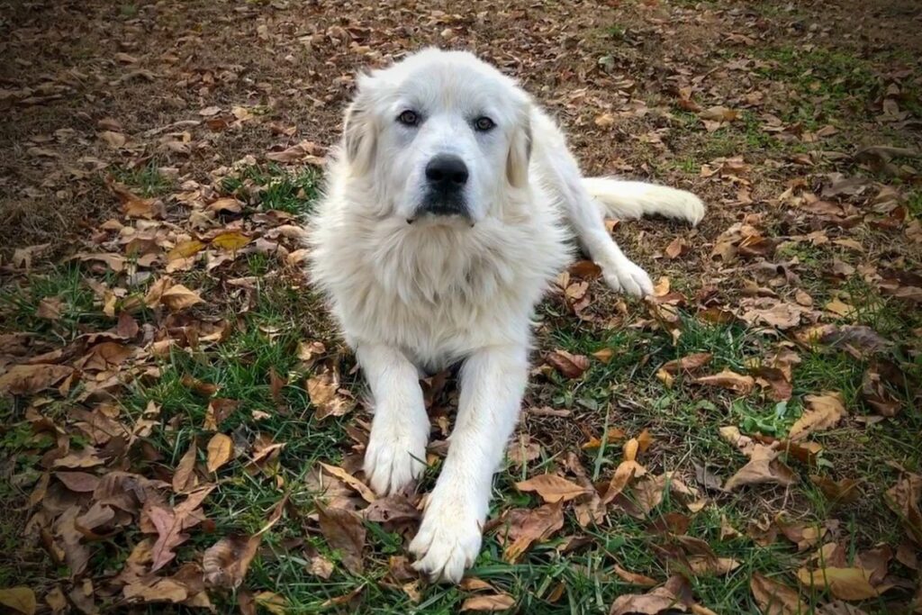 large lazy dog breeds
