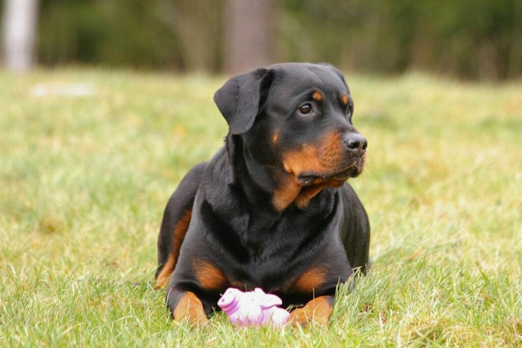 large protective dog breeds
world's biggest guard dogs
