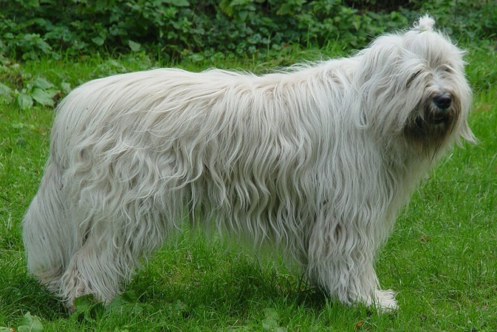 large russian dog breeds
