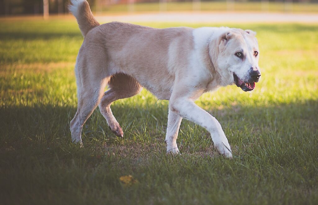 large russian dog breeds
