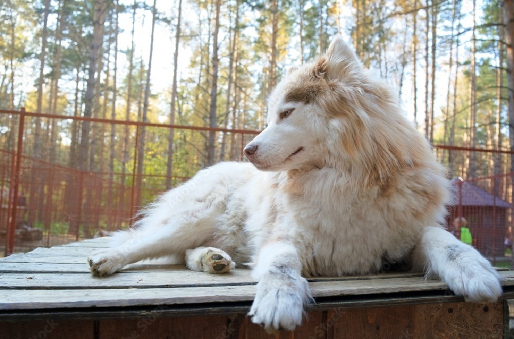 large white husky