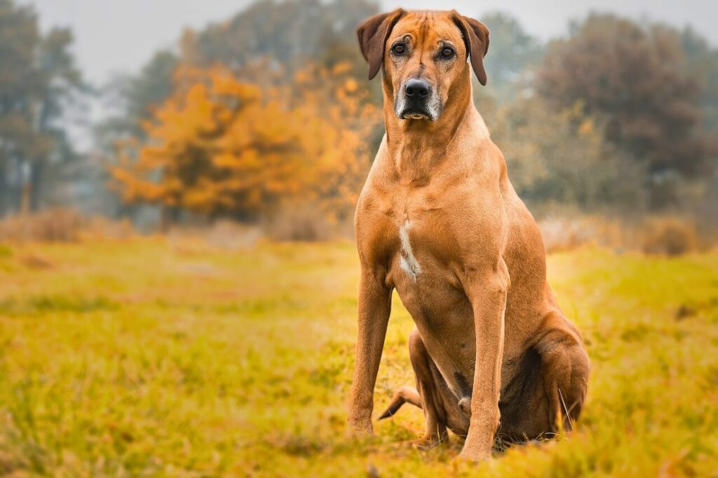 big guard dog breeds
