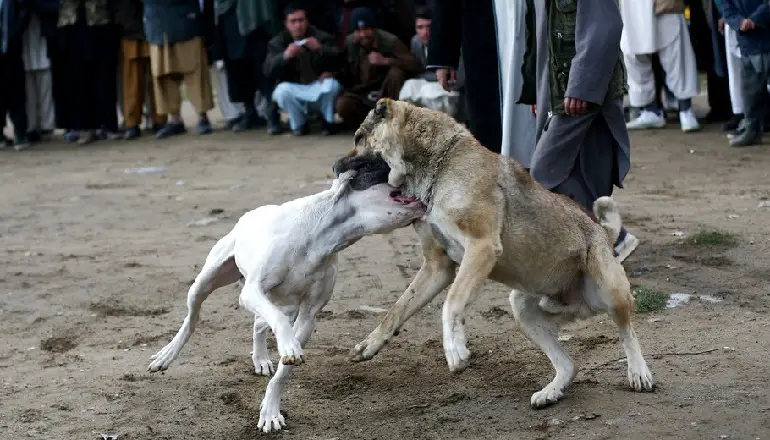 federal law bans fighting dog fights