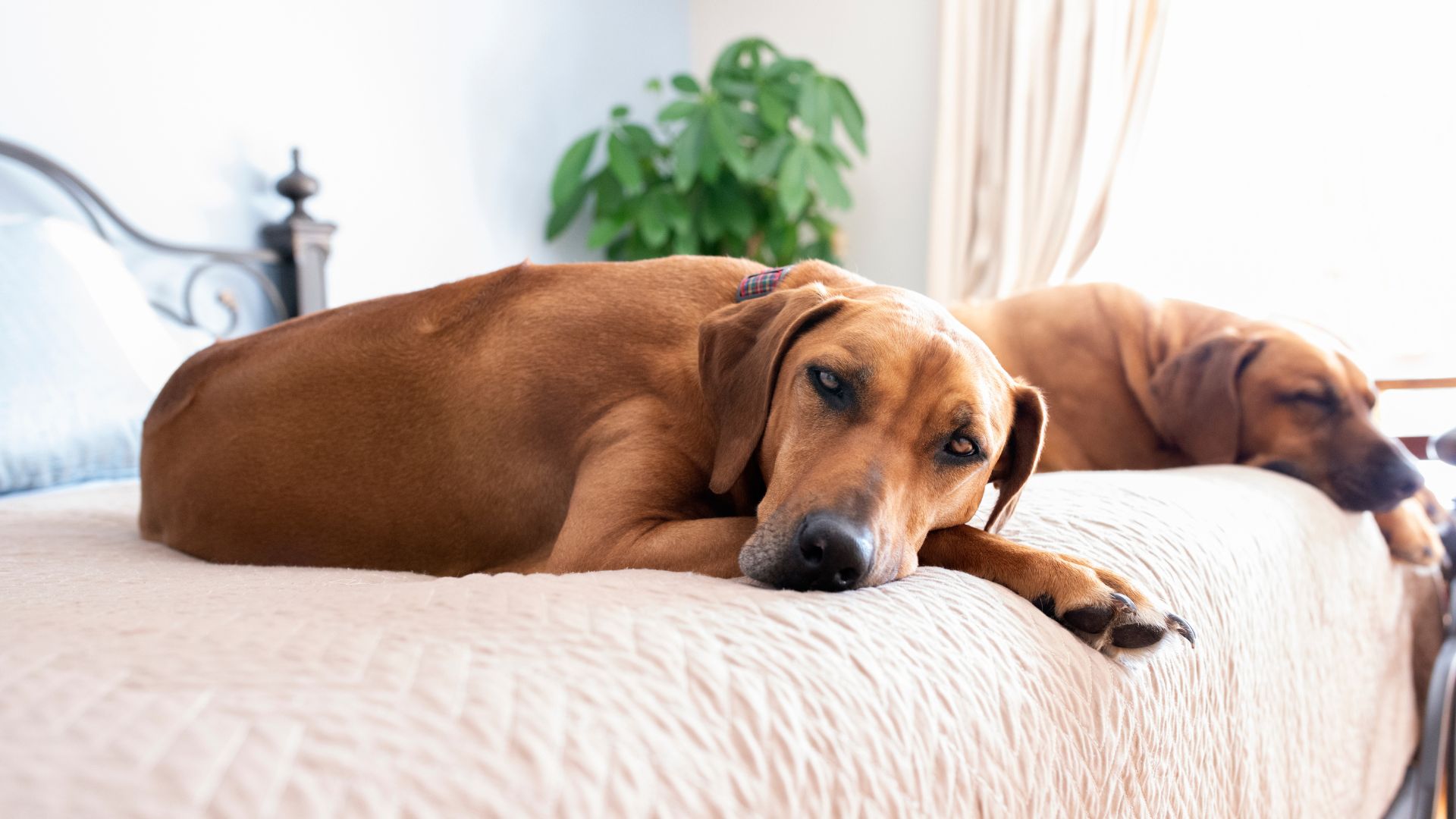 laziest dog breeds 3