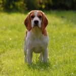 least intelligent dog breeds