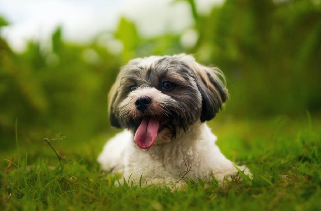 hypoallergenic dog breeds 