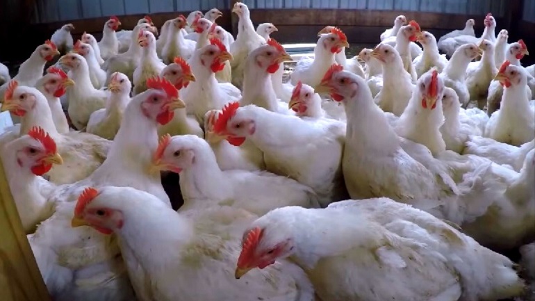 chicken factory farm
