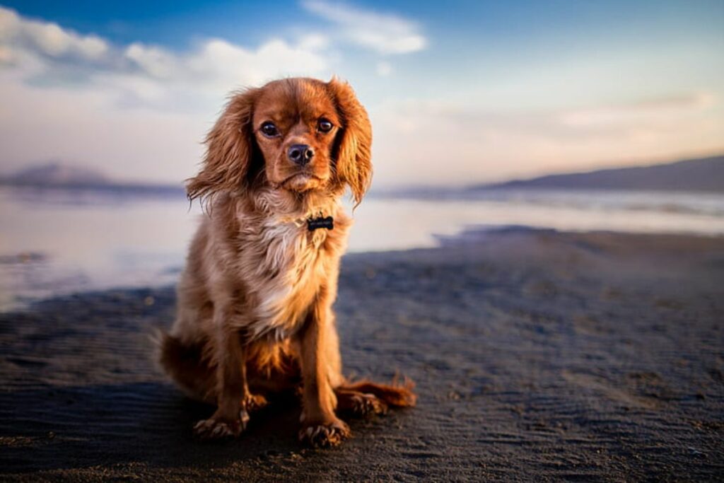 light brown dogs
