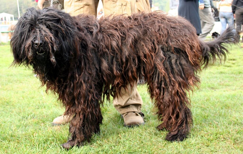 long coat dog
