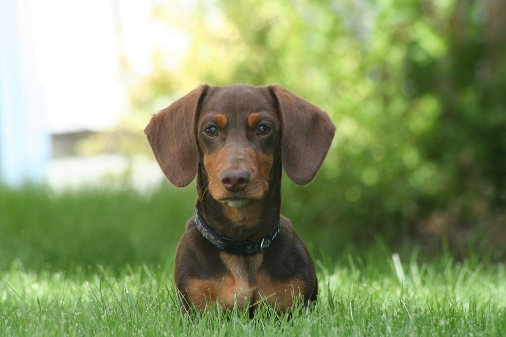 long eared dogs
