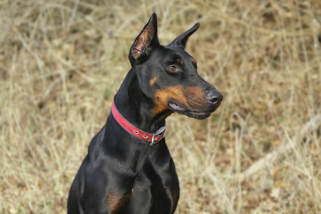 long face dog