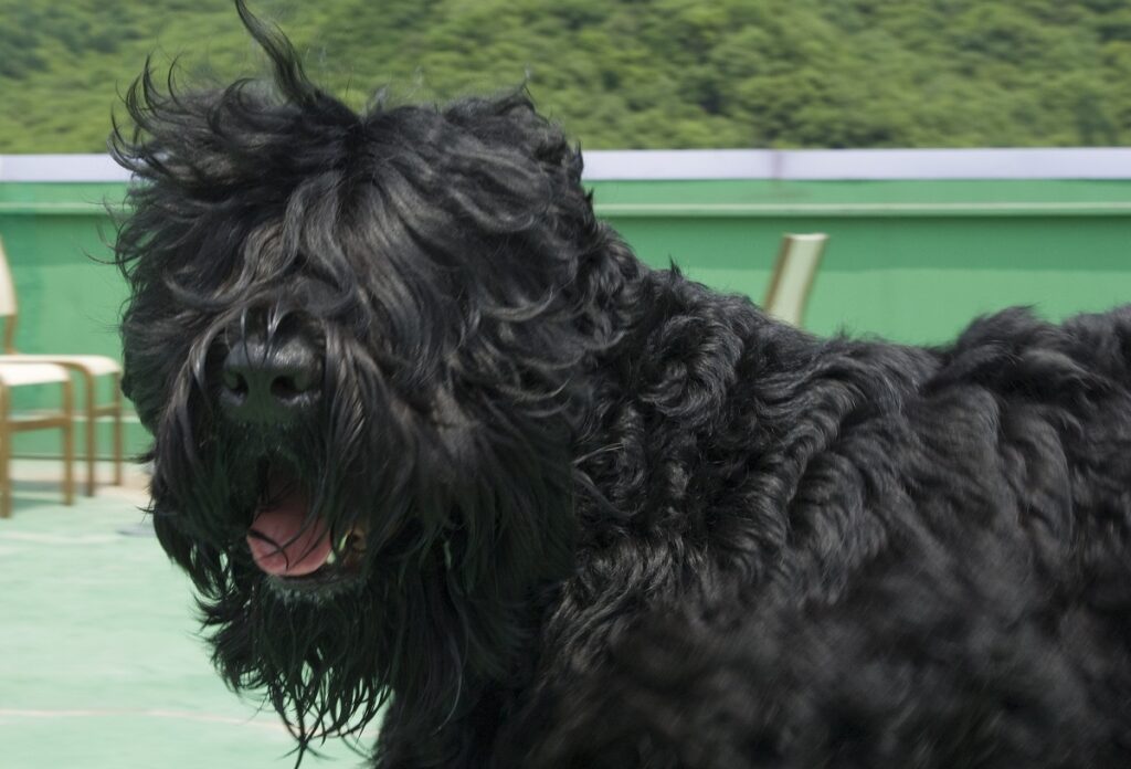 long hair black dog
