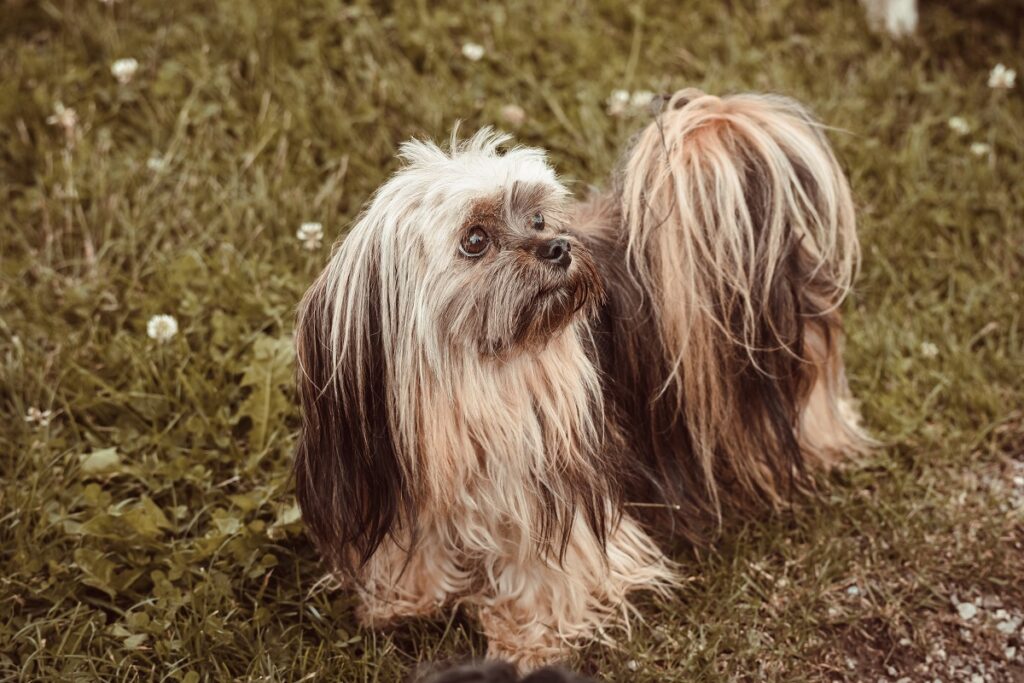 long hair dog
