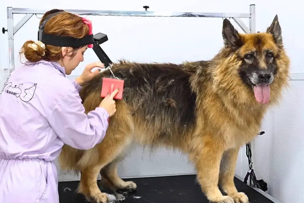 long hair german shepherds
