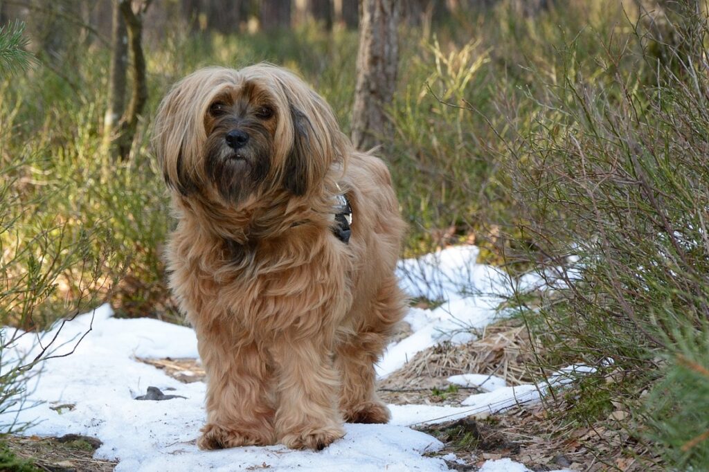 long hair terrier
