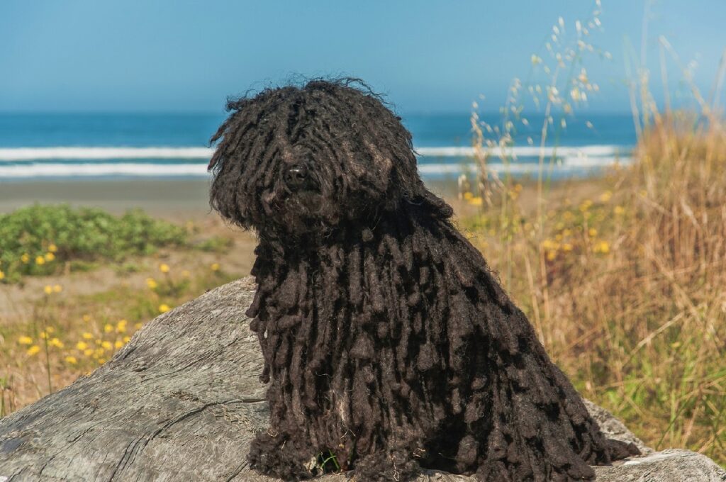 long haired black dog
