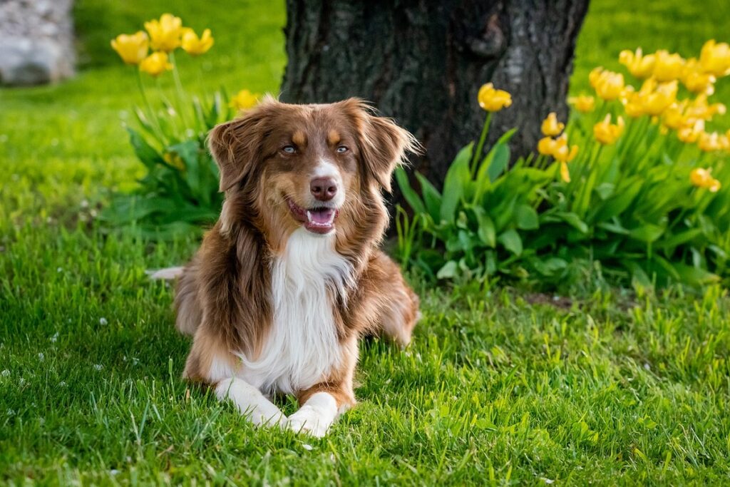 long haired brown dog
