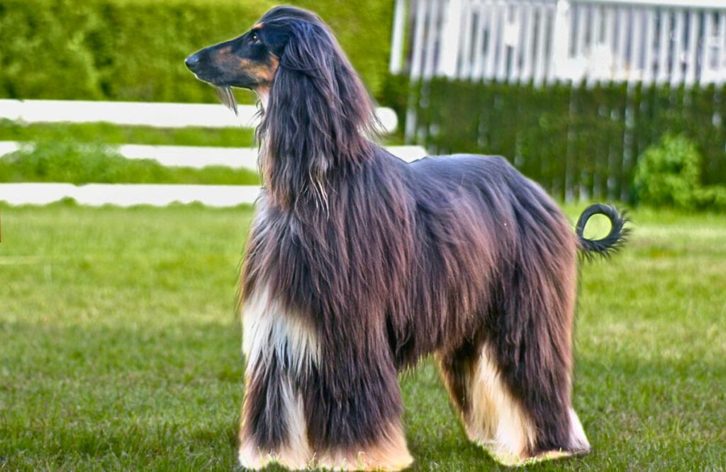 long haired dog breeds
