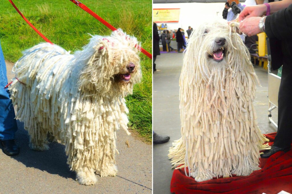 long haired dog
