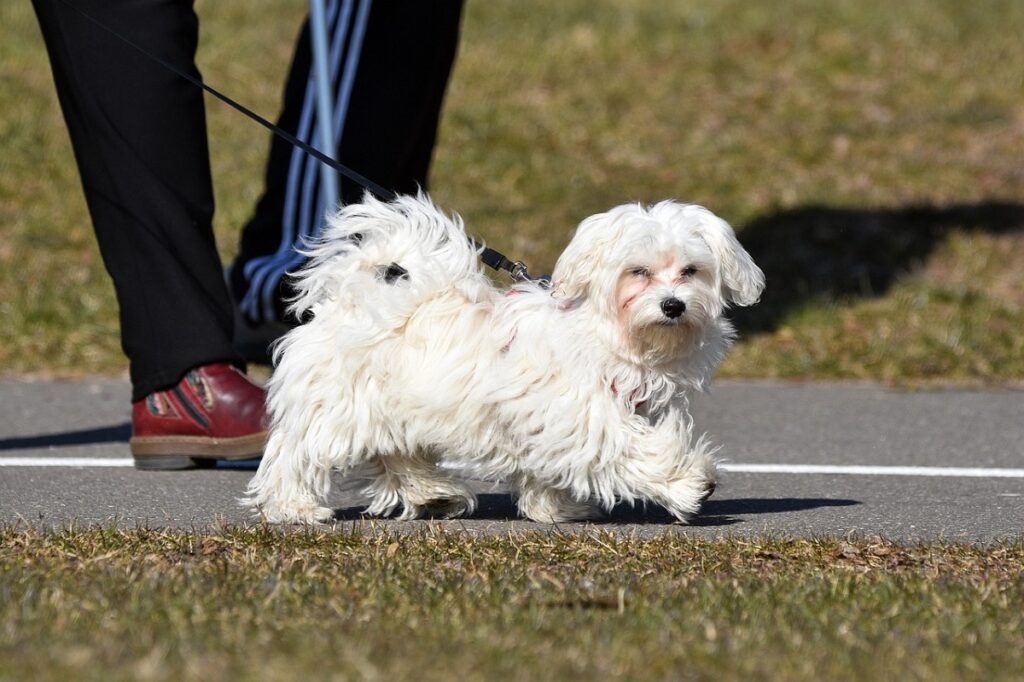 long haired dogs
