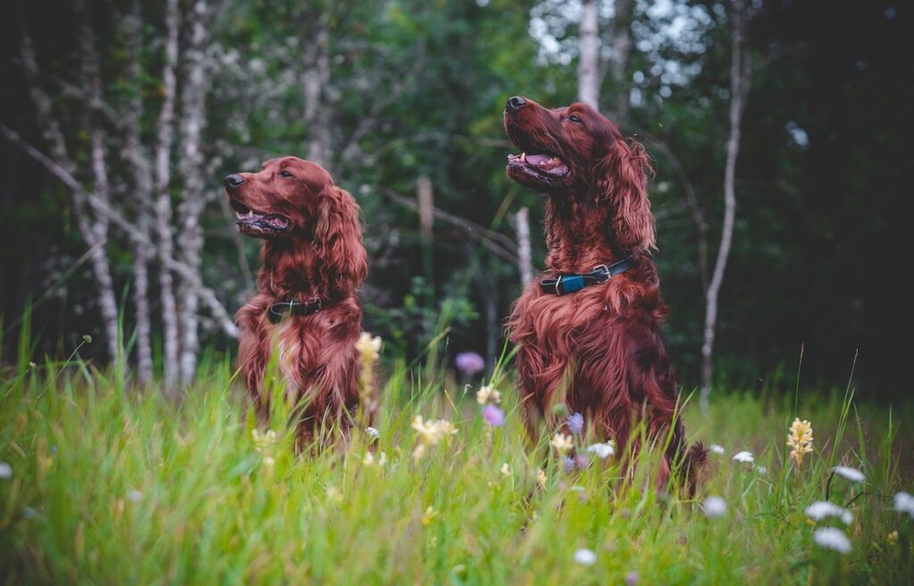 long haired dogs large