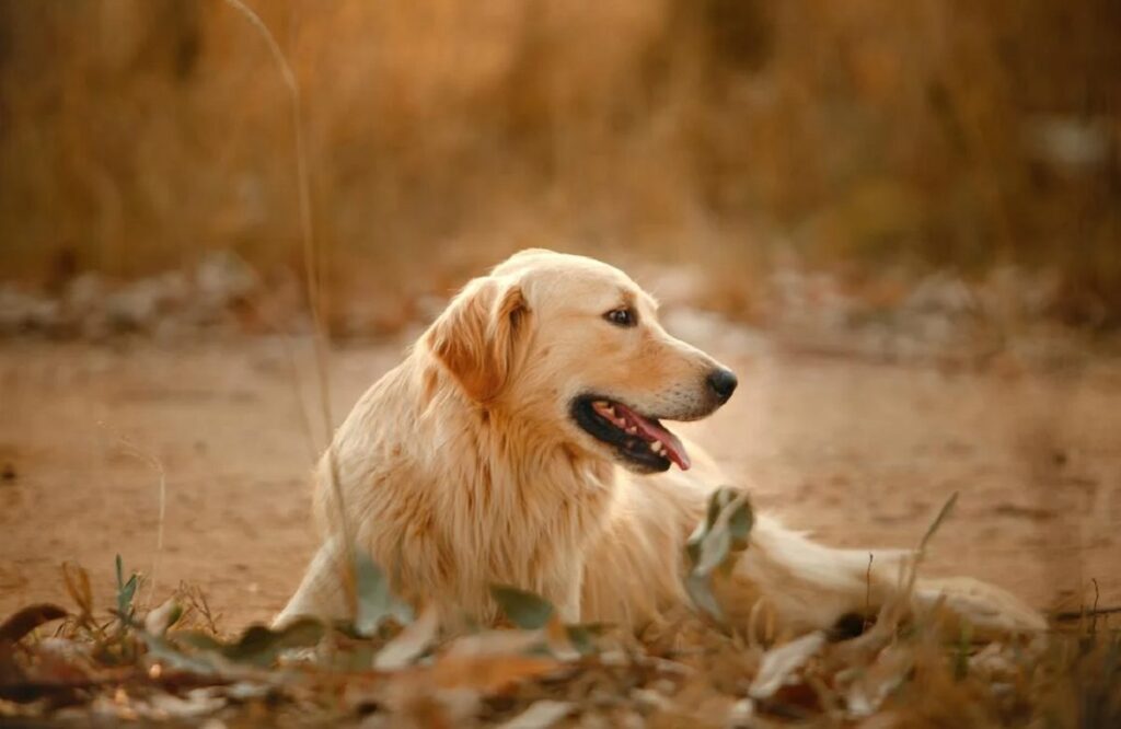 long haired golden retriever
