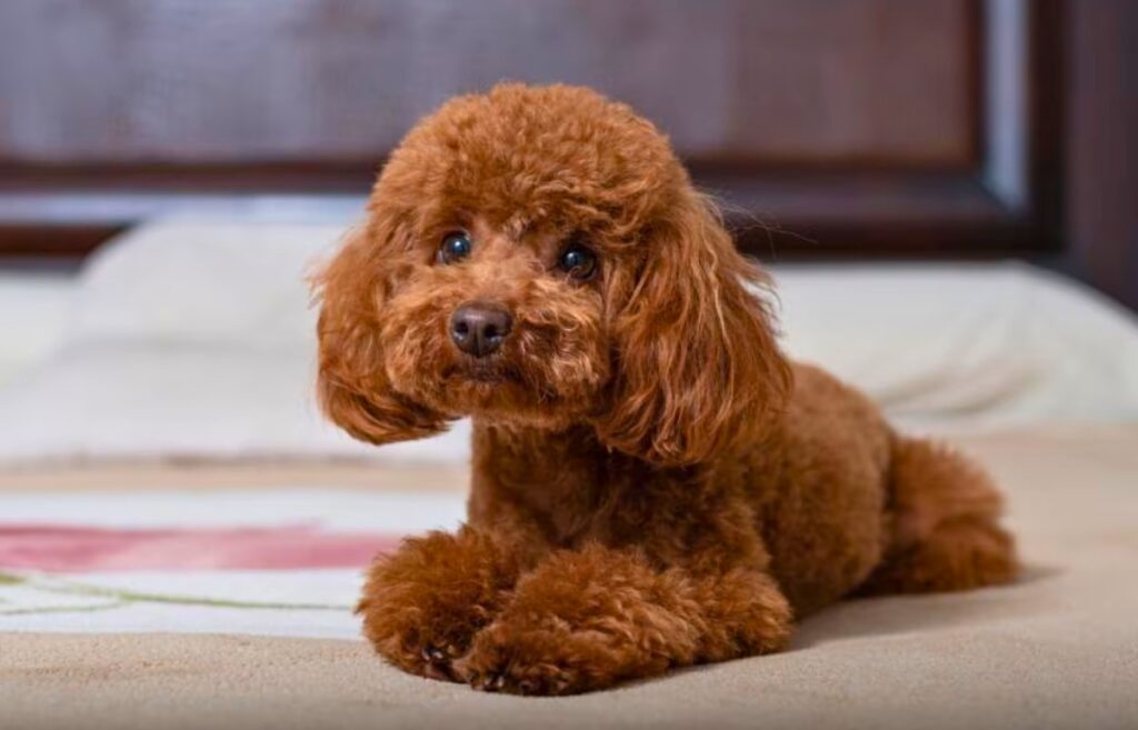 red dog breeds short hair
