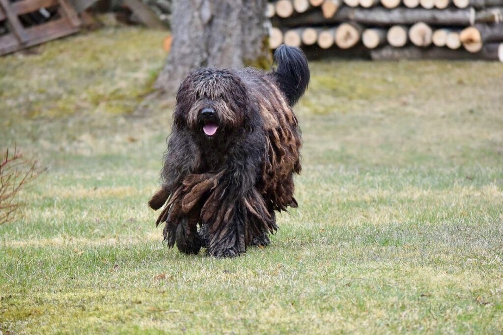 long haired shepherd breeds
