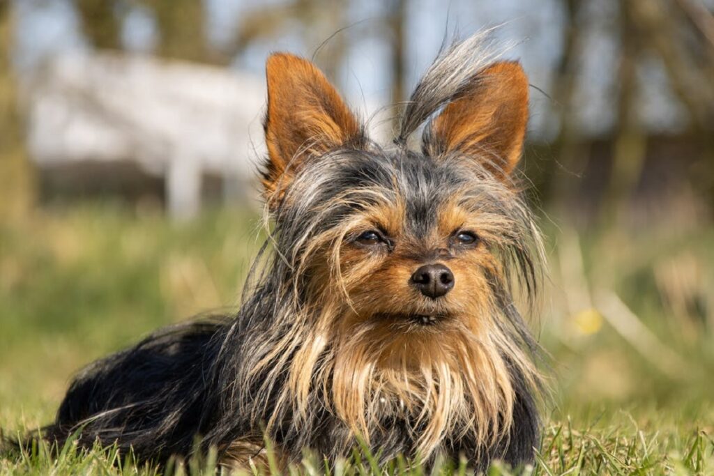 long haired terrier
