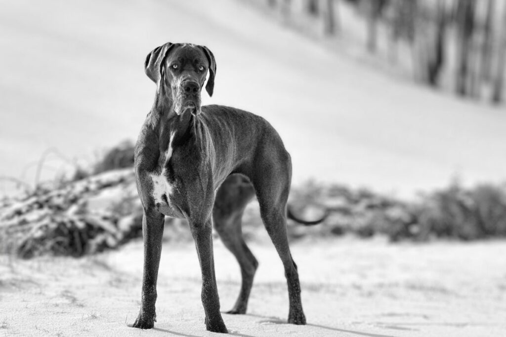 long legged dog breed
