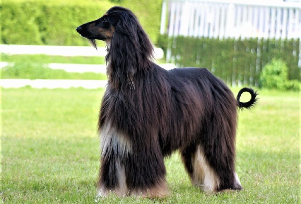 long legged dog breeds
