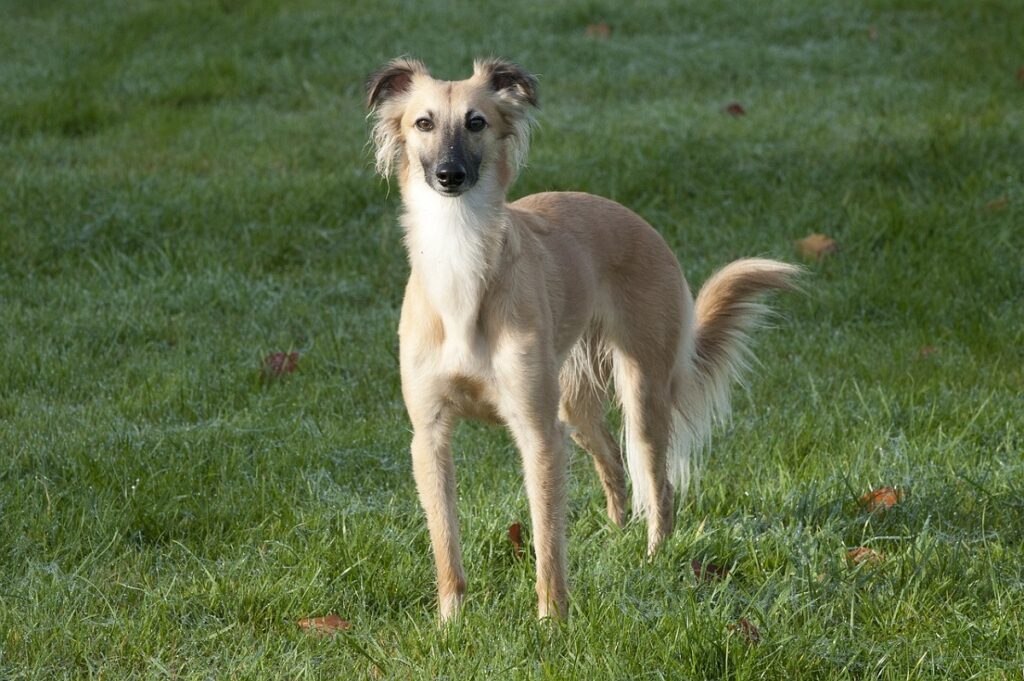 long legged hound breeds